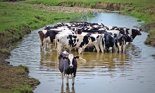 Cows in creek