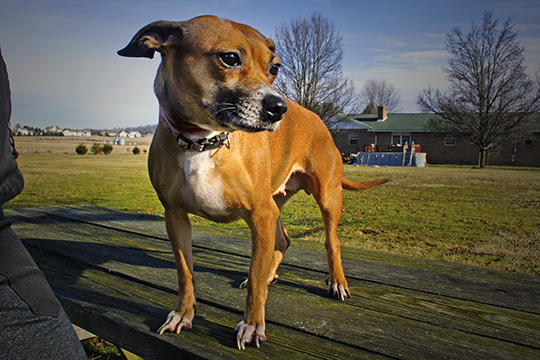 Dog standing on table at the Wayne County Dog Shelter