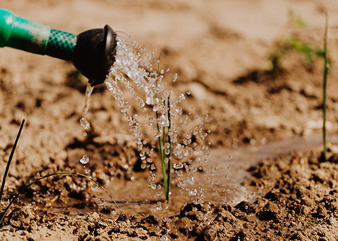 Image of a nozzle watering a plant in the ground