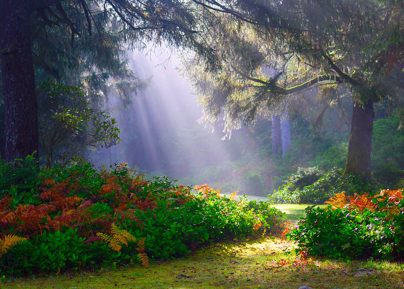 Image of a sunbeam in a park-like setting